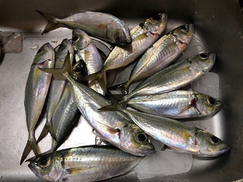 メアジの釣果