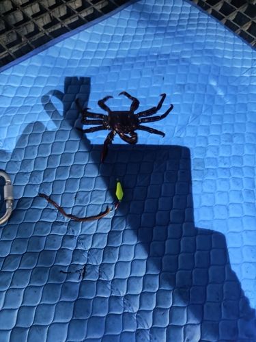 イシガニの釣果