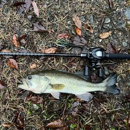 ラージマウスバス