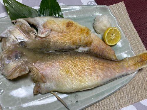 シロアマダイの釣果