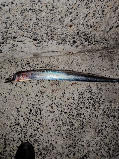 タチウオの釣果