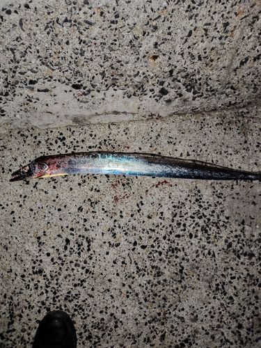 タチウオの釣果