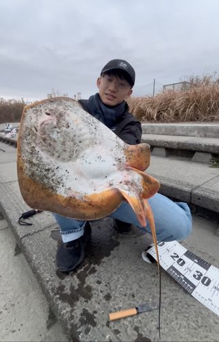 アカエイの釣果