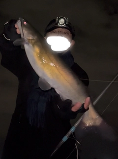 アメリカナマズの釣果