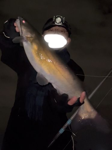 アメリカナマズの釣果