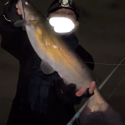 アメリカナマズ