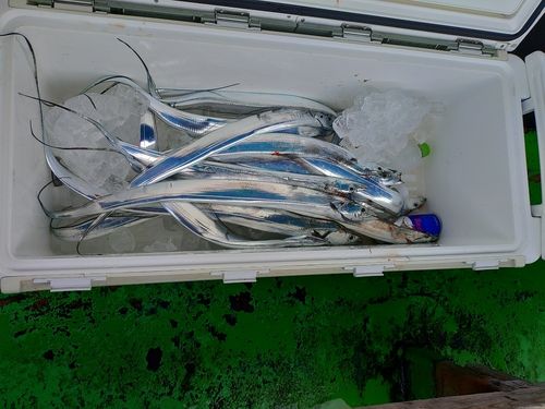 タチウオの釣果