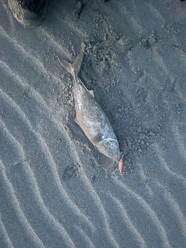 シタビラメの釣果