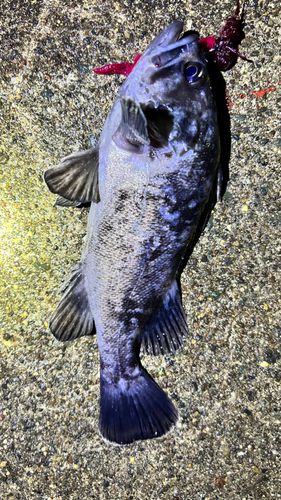 三陸海岸（青森）