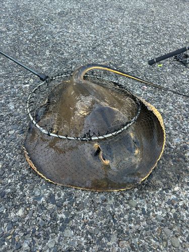 アカエイの釣果