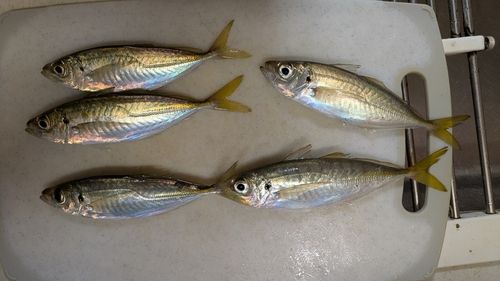 アジの釣果