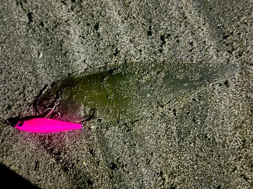 シタビラメの釣果