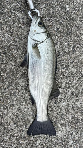 アジュール舞子