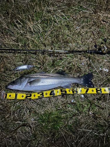 大野川（石川）