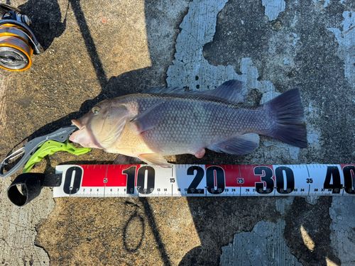 コブダイの釣果