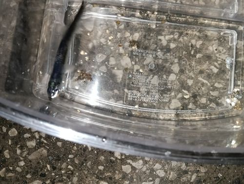 若洲海浜公園海釣り施設