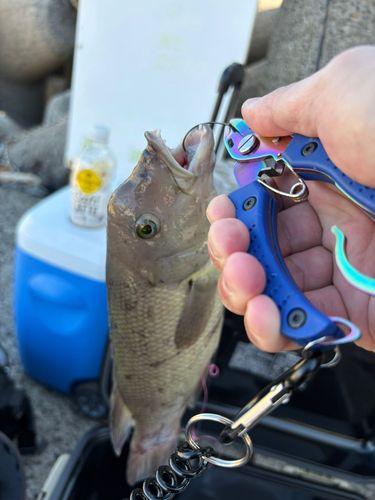 コブダイの釣果