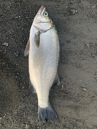 ヒラスズキの釣果