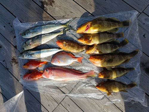 アオリイカの釣果