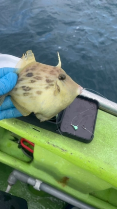 カワハギの釣果