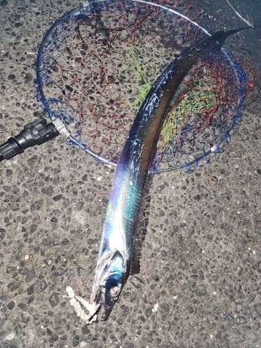 タチウオの釣果