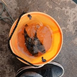 ショウサイフグ