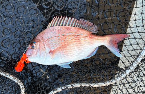 マダイの釣果