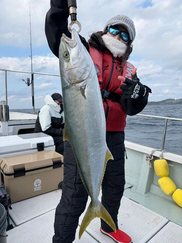 ヒラマサの釣果