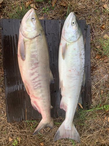 アキアジの釣果