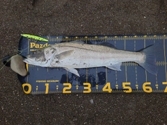 フッコ（マルスズキ）の釣果