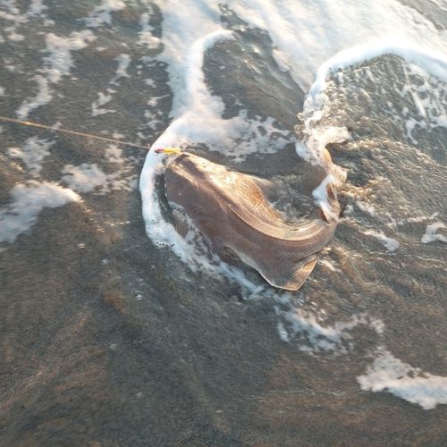 カスザメの釣果