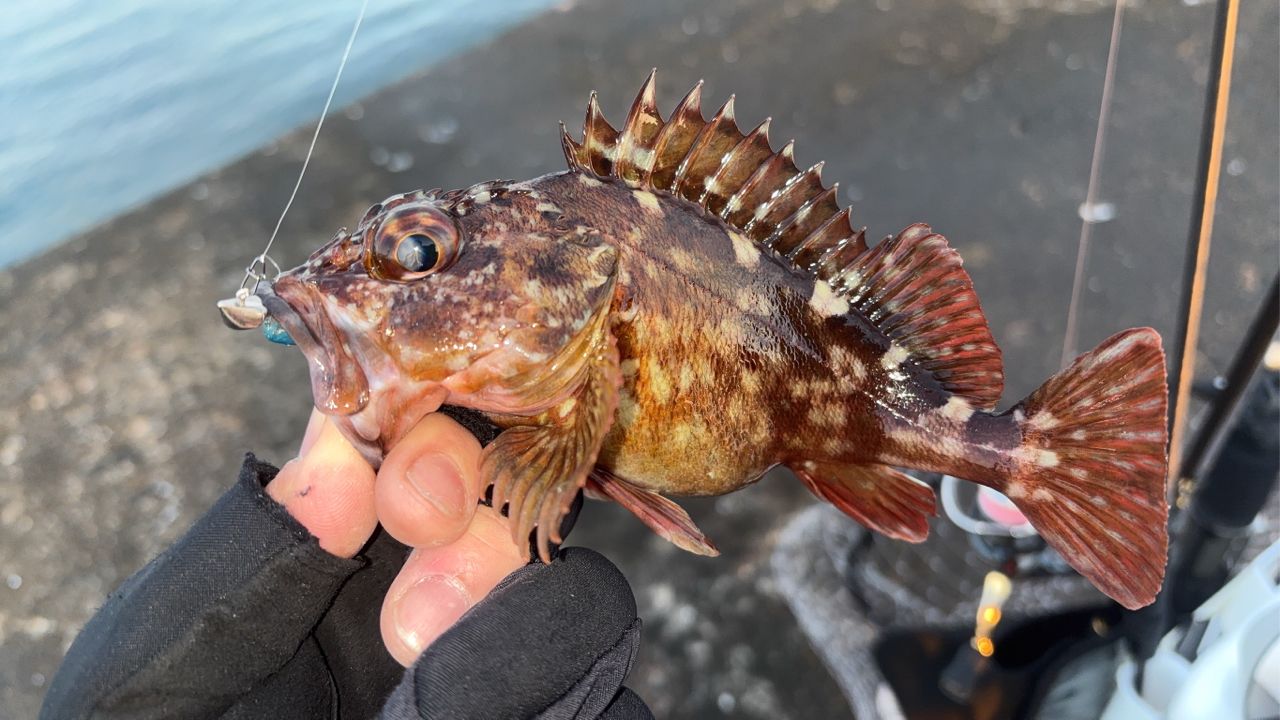 新品☆ラグゼ 宵姫 華弐 S72L-Solid Gamakatsu ラグゼ 宵姫 華 弍 S72L-solidの最安値・インプレ・釣果