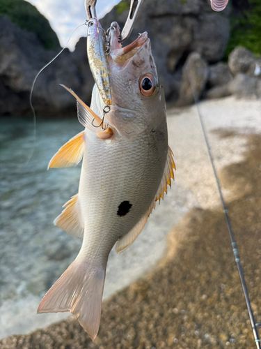 イッテンフエダイの釣果