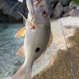 イッテンフエダイ