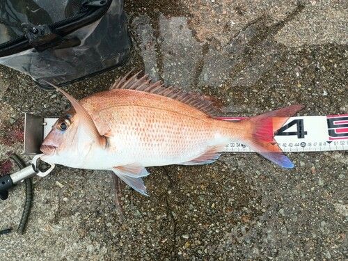 マダイの釣果