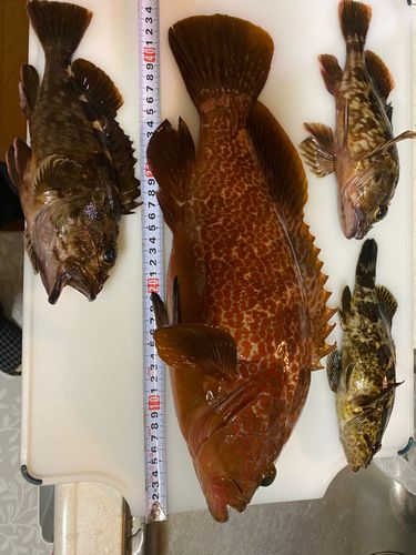 キジハタの釣果