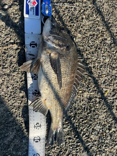 クロダイの釣果