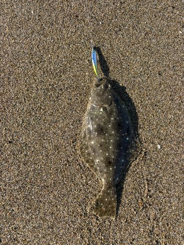 ヒラメの釣果
