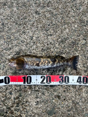 アイナメの釣果