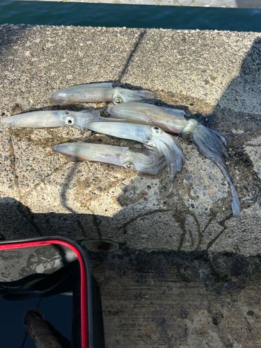 ヒイカの釣果