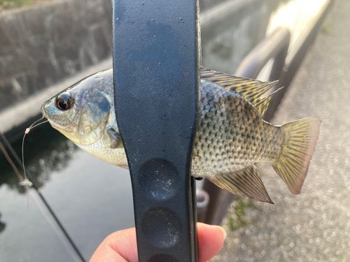 ティラピアの釣果