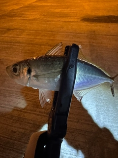 マアジの釣果