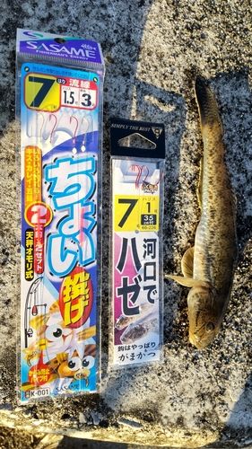 マハゼの釣果