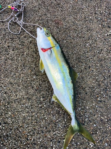 ツバイソの釣果