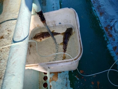 ショウサイフグの釣果