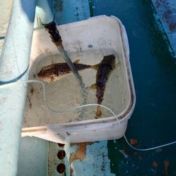 ショウサイフグ