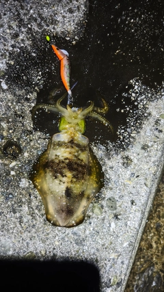 アオリイカの釣果