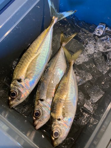アジの釣果