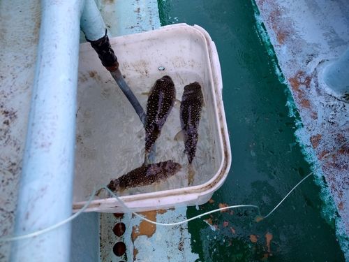 コモンフグの釣果