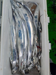 タチウオの釣果
